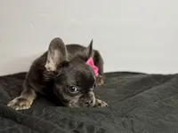 Onyx, a female French Bulldog for sale in Greensboro, NC – 2 of 2