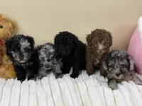 Mocha, a male Poodle - Miniature  for sale in Greensboro, NC – 4 of 6