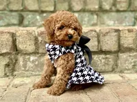 Caramel P, a female Poodle - Toy  for sale in Greensboro, NC – Photo 1 of 6