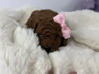 Caramel P, a female Poodle - Toy  for sale in Greensboro, NC – Photo 5 of 5