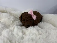 Caramel P, a female Poodle - Toy  for sale in Greensboro, NC – Photo 3 of 5