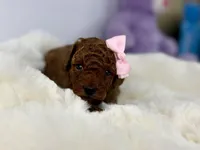 Caramel P, a female Poodle - Toy  for sale in Greensboro, NC – Photo 2 of 5