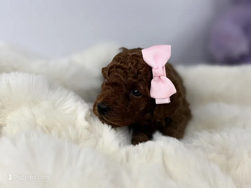 Caramel P – Poodle - Toy  puppy for sale in Greensboro, NC