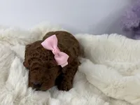 Caramel P, a female Poodle - Toy  for sale in Greensboro, NC – Photo 4 of 5