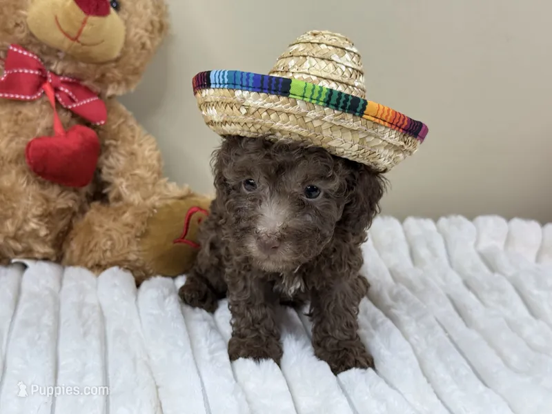 Mocha – Poodle - Miniature  puppy for sale in Greensboro, NC