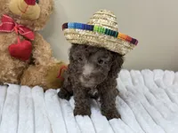 Mocha, a male Poodle - Miniature  for sale in Greensboro, NC – 1 of 6