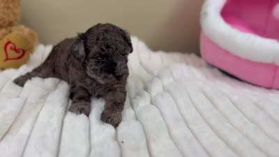 Truffle, a female Poodle - Miniature  for sale in Greensboro, NC – 3 of 3