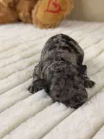 Kona, a male Poodle - Miniature  for sale in Greensboro, NC – 2 of 2