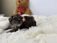 Cocoa, a female Poodle - Toy  for sale in Greensboro, NC – Photo 2 of 4