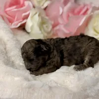 Cocoa, a female Poodle - Toy  for sale in Greensboro, NC – Photo 3 of 4