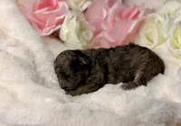 Cocoa, a female Poodle - Toy  for sale in Greensboro, NC – Photo 1 of 2