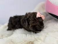 Cocoa, a female Poodle - Toy  for sale in Greensboro, NC – Photo 1 of 4