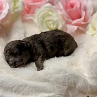 Cocoa, a female Poodle - Toy  for sale in Greensboro, NC – Photo 4 of 4
