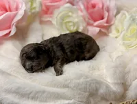 Cocoa, a female Poodle - Toy  for sale in Greensboro, NC – Photo 2 of 2