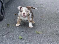 Rico, a female American Bully for sale in Greensboro, NC – 2 of 4
