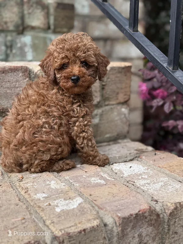 Rosie-H – Poodle - Toy  puppy for sale in Greensboro, NC