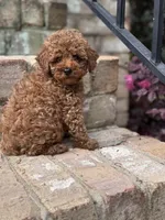 Rosie-H, a female Poodle - Toy  for sale in Greensboro, NC – Photo 1 of 5