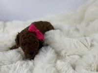 Rosie-H, a female Poodle - Toy  for sale in Greensboro, NC – Photo 2 of 5