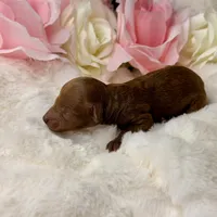 Rosie-H, a female Poodle - Toy  for sale in Greensboro, NC – Photo 4 of 5