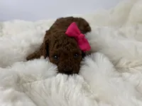 Rosie-H, a female Poodle - Toy  for sale in Greensboro, NC – Photo 3 of 5