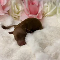 Rosie-H, a female Poodle - Toy  for sale in Greensboro, NC – Photo 5 of 5