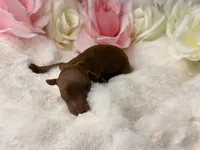 Rosie-H, a female Poodle - Toy  for sale in Greensboro, NC – Photo 2 of 2