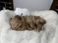 Biscuit, a male Poodle - Miniature  for sale in Greensboro, NC – 4 of 5