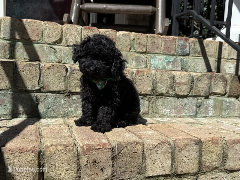 Expresso – Poodle - Miniature  puppy for sale in Greensboro, NC