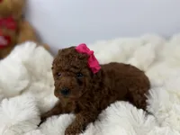 Dior R., a female Poodle - Toy  for sale in Greensboro, NC – Photo 3 of 5