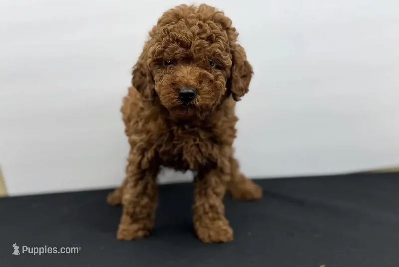 Dior R. – Poodle - Toy  puppy for sale in Greensboro, NC