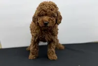 Dior R., a female Poodle - Toy  for sale in Greensboro, NC – Photo 1 of 6