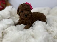 Dior R., a female Poodle - Toy  for sale in Greensboro, NC – Photo 4 of 5