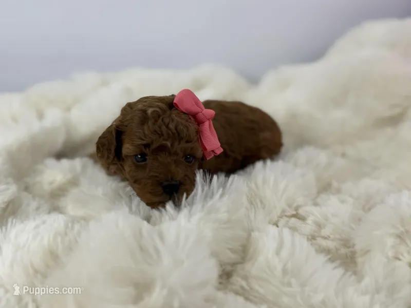 Dior R. – Poodle - Toy  puppy for sale in Greensboro, NC