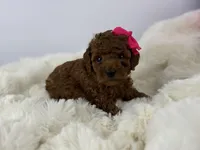 Dior R., a female Poodle - Toy  for sale in Greensboro, NC – Photo 2 of 5