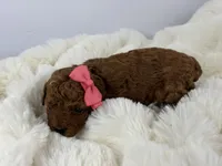 Dior R., a female Poodle - Toy  for sale in Greensboro, NC – Photo 5 of 5