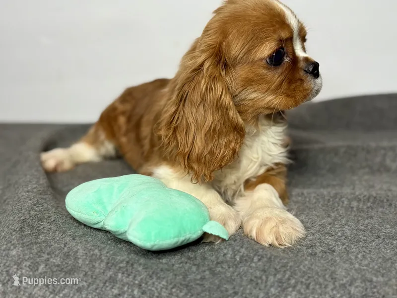 Duke Winston – Cavalier King Charles Spaniel puppy for sale in Greensboro, NC