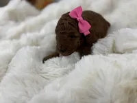 Gucci R., a female Poodle - Toy  for sale in Greensboro, NC – Photo 1 of 2