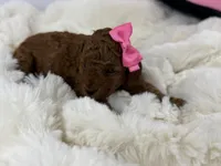 Gucci R., a female Poodle - Toy  for sale in Greensboro, NC – Photo 2 of 2