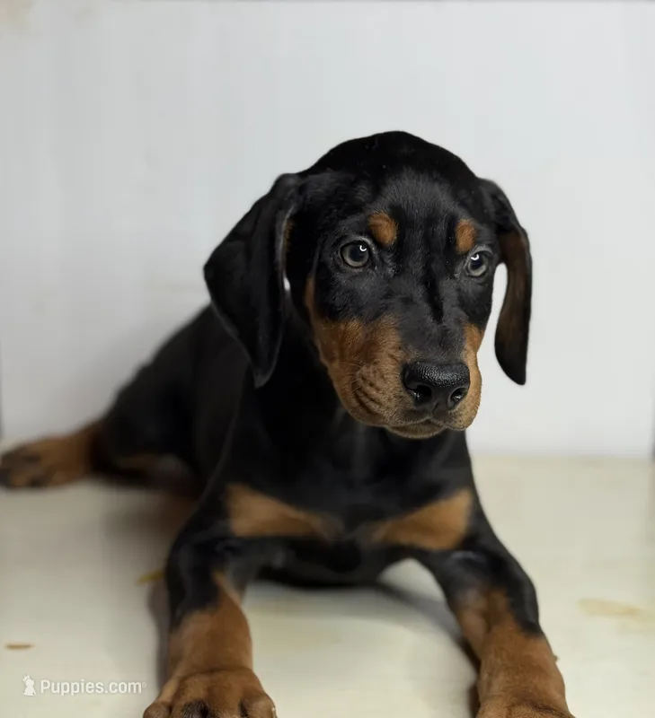 Kobe – Doberman Pinscher puppy for sale in Greensboro, NC
