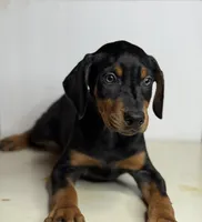 Kobe, a male Doberman Pinscher for sale in Greensboro, NC – 1 of 8