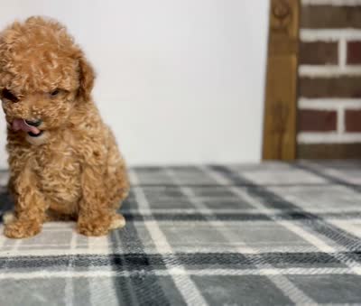Honey , a female Poodle - Toy  for sale in Greensboro, NC – 2 of 6