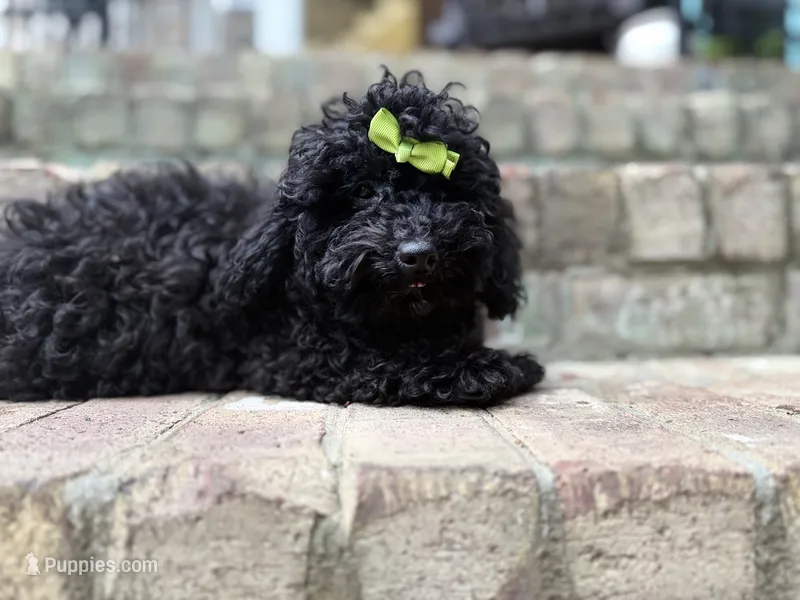 Bear – Poodle - Toy  puppy for sale in Greensboro, NC