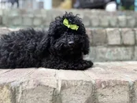 Bear, a male Poodle - Toy  for sale in Greensboro, NC – 1 of 7