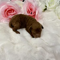 Cherry-L, a female Poodle - Toy  for sale in Greensboro, NC – Photo 5 of 6