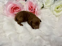 Cherry, a female Poodle - Toy  for sale in Greensboro, NC – Photo 2 of 2