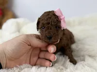 Cherry-L, a female Poodle - Toy  for sale in Greensboro, NC – Photo 4 of 6