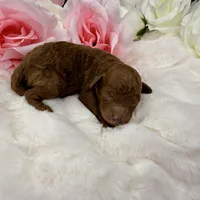 Cherry-L, a female Poodle - Toy  for sale in Greensboro, NC – Photo 6 of 6