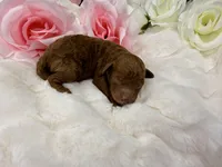 Cherry, a female Poodle - Toy  for sale in Greensboro, NC – Photo 1 of 2