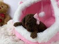 Cherry-L, a female Poodle - Toy  for sale in Greensboro, NC – Photo 1 of 6