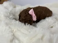 Cherry-L, a female Poodle - Toy  for sale in Greensboro, NC – Photo 2 of 6